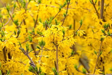 Doğada ağaçtaki sarı çiçekler .