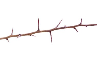 Kışın açık havada dikenli bitki. Doğadaki parkta.