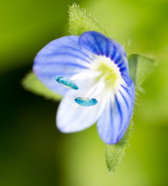 Küçük mavi çiçek. Süper makro. Doğadaki parkta.