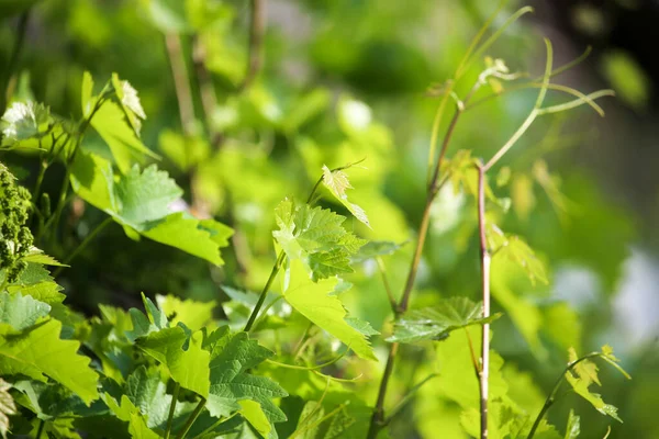 Jonge Druivenbladeren Natuur Het Park Natuur — Stockfoto