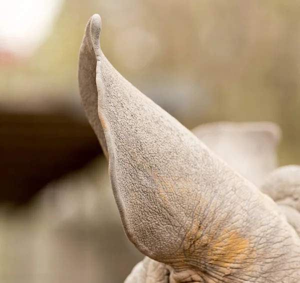 Rhinocéros Oreille Dans Nature Dans Parc Dans Nature — Photo