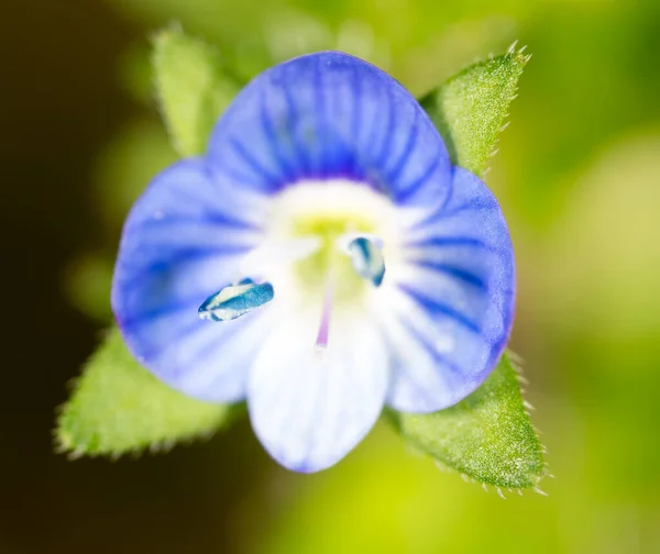 Kleine Blaue Blume Super Makro Park Der Natur — Stockfoto