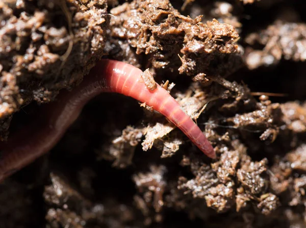 Gübre Içindeki Kırmızı Solucanlar Makro Doğadaki Parkta — Stok fotoğraf