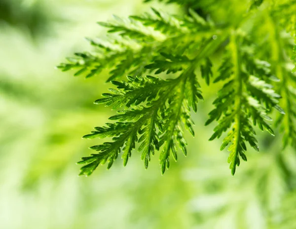 Green Carrot Leaves Nature Park Nature — Stock Photo, Image