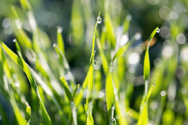 自然の中で草の上に露の滴 — ストック写真