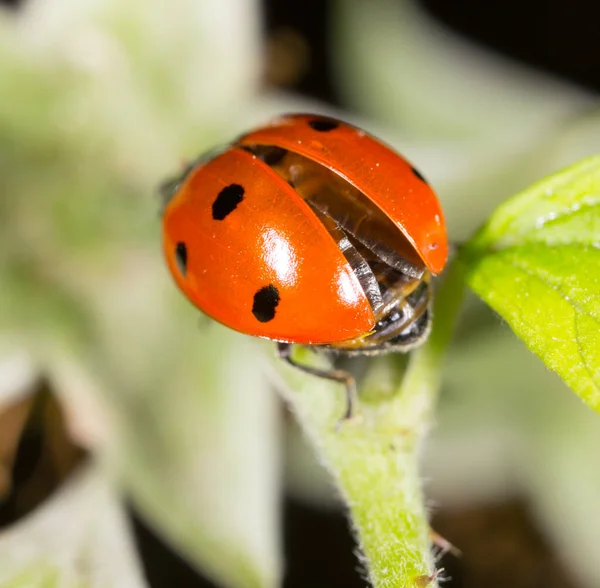 自然界中植物上的瓢虫 — 图库照片
