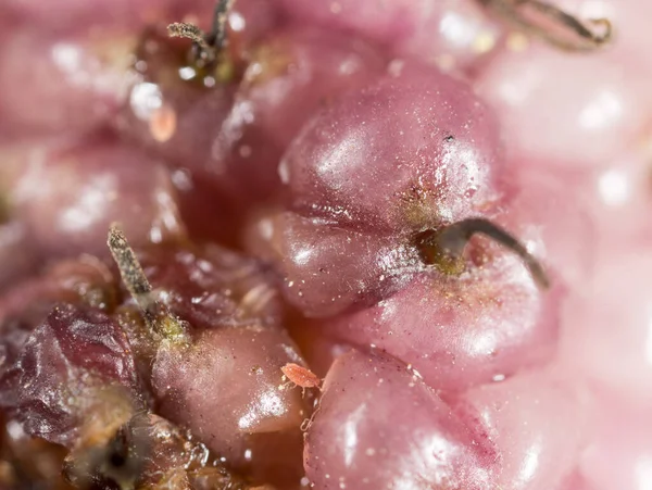 Amoreira Baga Árvores Como Pano Fundo Macro — Fotografia de Stock