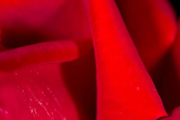 Arka Plan Olarak Güzel Kırmızı Bir Gül Makro — Stok fotoğraf