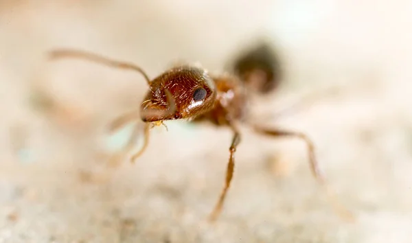 Μικρό Μυρμήγκι Στη Φύση Σούπερ Μακροεντολή Στο Πάρκο Στη Φύση — Φωτογραφία Αρχείου
