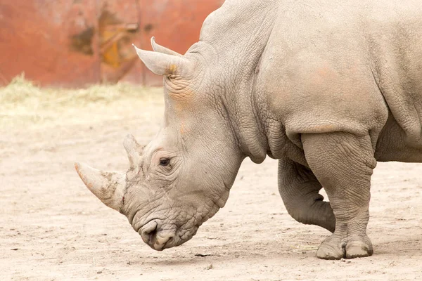 Rhino Dans Parc Sur Nature — Photo