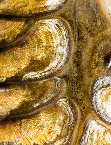 背景としての鯉の鱗 マクロ — ストック写真