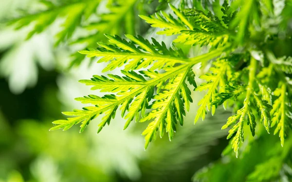 Feuilles Carotte Verte Dans Nature Dans Parc Dans Nature — Photo