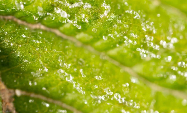 Frost Det Gröna Bladet Makro Bild Abstrakt Struktur — Stockfoto