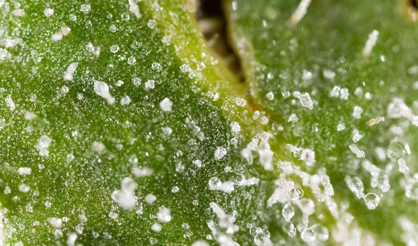 Frost Green Sheet Macro Photo Abstract Texture — Stock Photo, Image