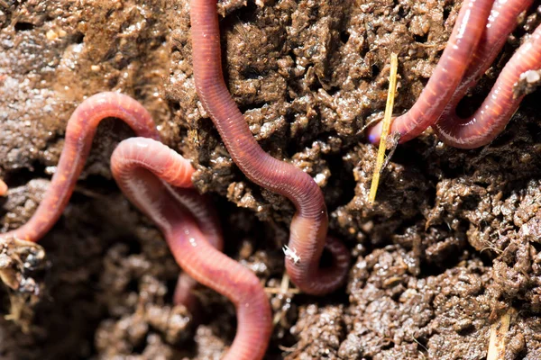 Rode Wormen Compost Macro Het Park Natuur — Stockfoto