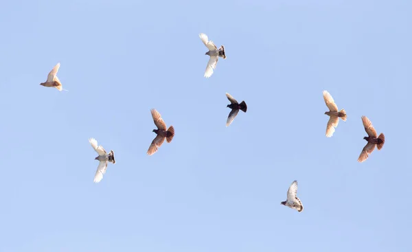 Flock Duvor Blå Himmel Parken Naturen — Stockfoto