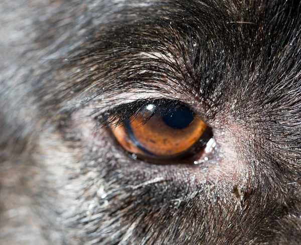 Olhos Castanhos Cães Pretos Macro Parque Natureza — Fotografia de Stock