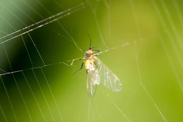 Eine Fliege Netz Der Natur Makro — Stockfoto