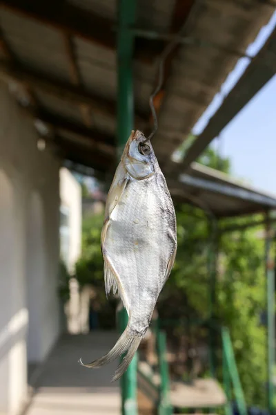 Pescado Salado Secado Sol Aire Parque Naturaleza — Foto de Stock