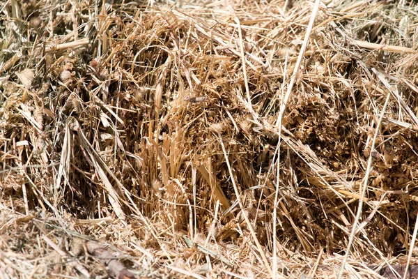 Altes Trockenes Heu Als Hintergrund Park Der Natur — Stockfoto