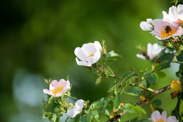 自然の中で美しい白い花 自然公園で — ストック写真