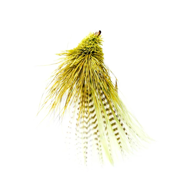 白い背景に黄色い羽 マクロ — ストック写真