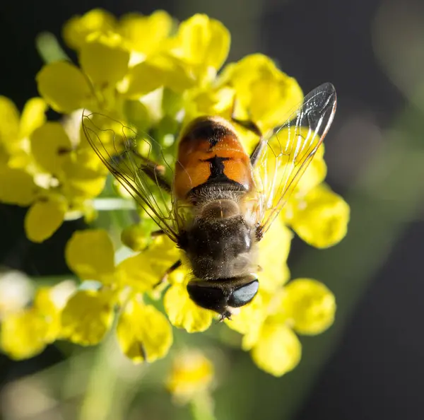 Abeja Flor Amarilla Naturaleza Macro — Foto de Stock