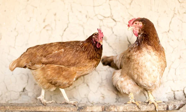 Poulet Coloré Sur Ferme Poulet Dans Parc Dans Nature — Photo