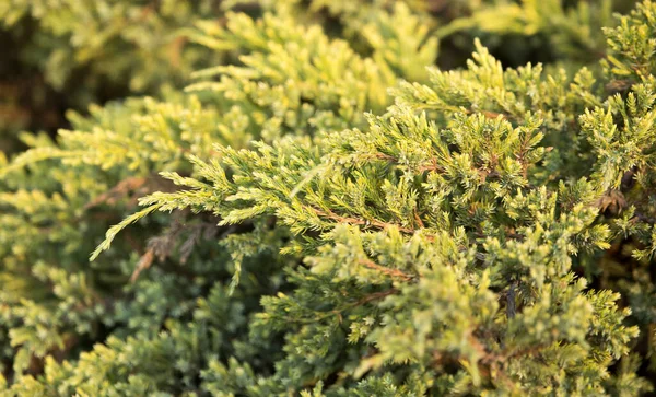 Beautiful Green Coniferous Tree Nature Park Nature — Stock Photo, Image