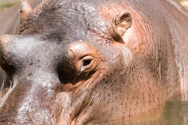 Portrait Hippopotame Dans Zoo — Photo