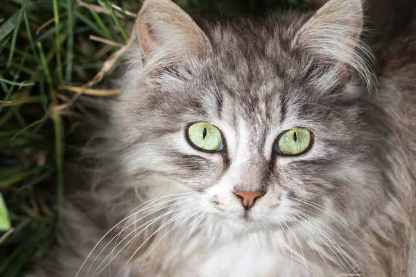Portret Van Een Prachtige Kat Natuur — Stockfoto