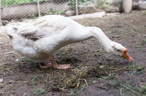 Portrait Goose Farm — Stock Photo, Image