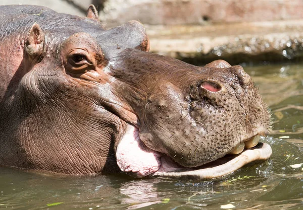 Portrét Hrocha Zoologické Zahradě — Stock fotografie