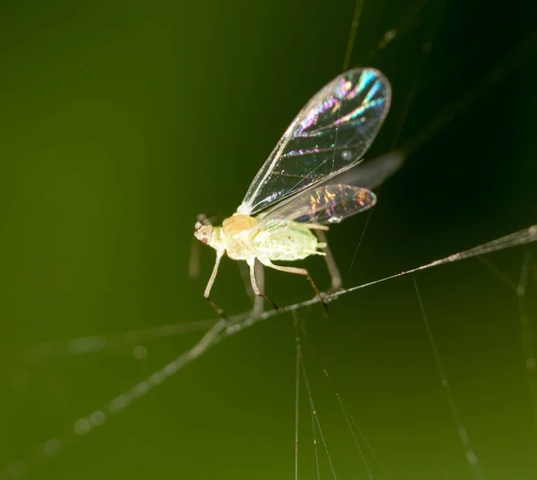 Une Mouche Dans Web Dans Nature Macro — Photo