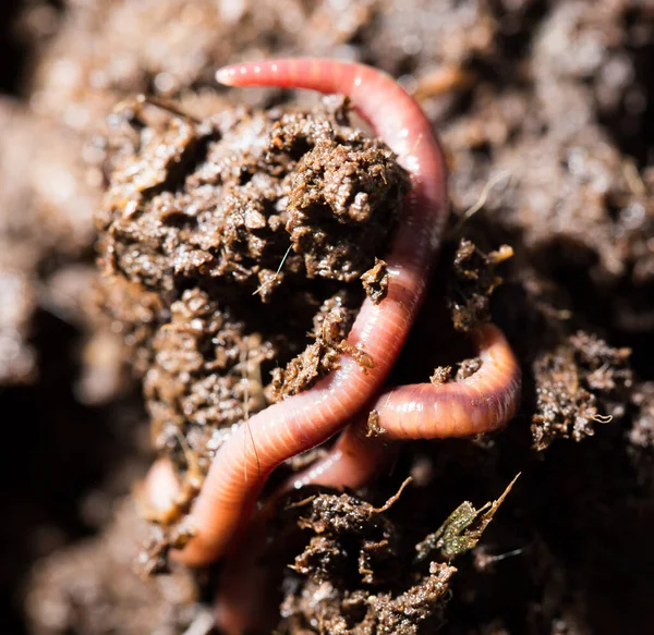 Vermi Rossi Nel Compost Macro Nel Parco Nella Natura — Foto Stock