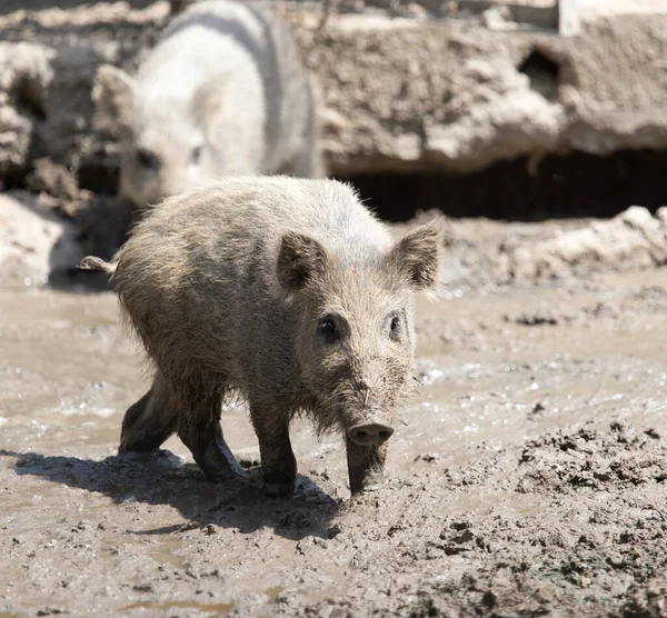 Wild Boar Park Nature — Stock Photo, Image