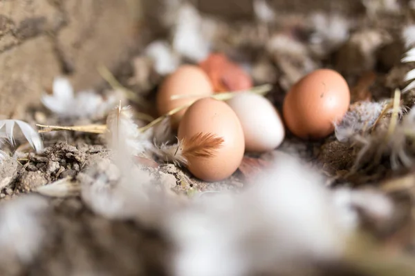 Vejce Peří Farmě — Stock fotografie