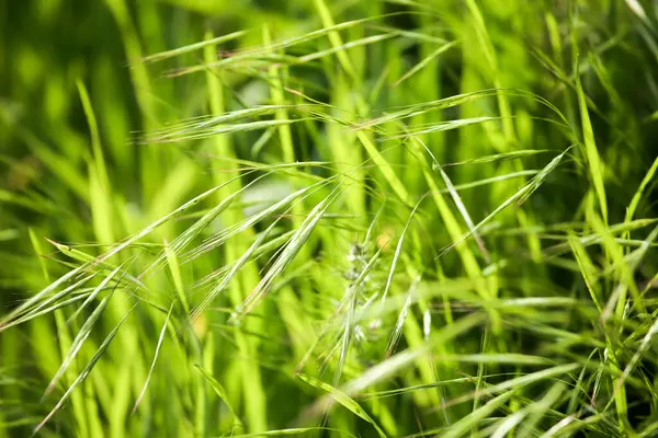自然の草の上のトウモロコシの緑の耳は — ストック写真