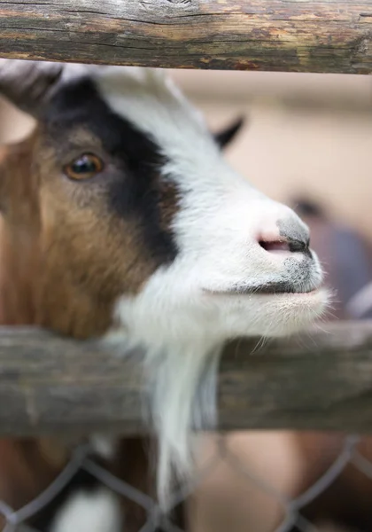 Geit Achter Een Hek Dierentuin Het Park Natuur — Stockfoto