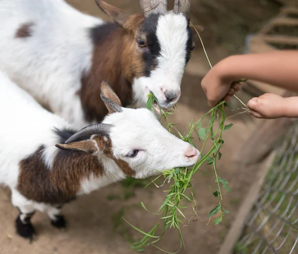 Capra Mangiare Erba Con Mani Nel Parco Nella Natura — Foto Stock