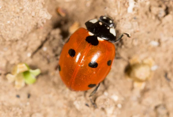 Coccinelle Sol Dans Nature Dans Parc Dans Nature — Photo