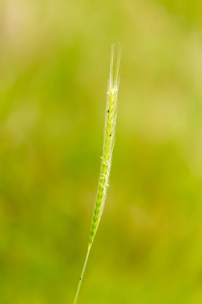 Gröna Veteöron Naturen Parken Naturen — Stockfoto