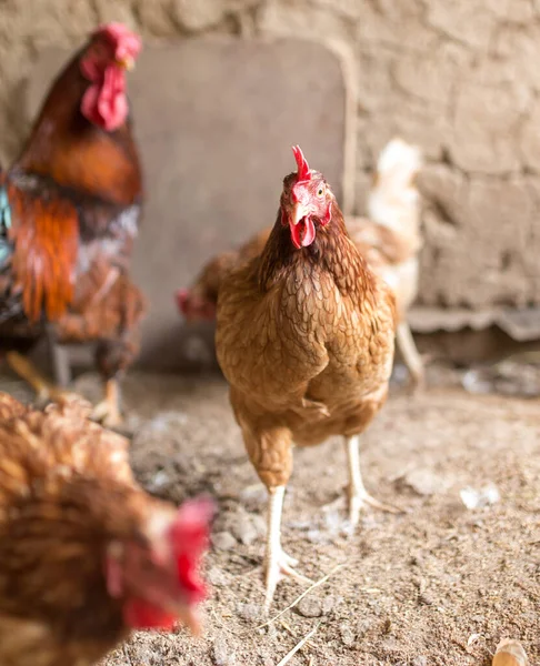 Έγχρωμο Κοτόπουλο Φάρμα Κοτόπουλων Στο Πάρκο Στη Φύση — Φωτογραφία Αρχείου