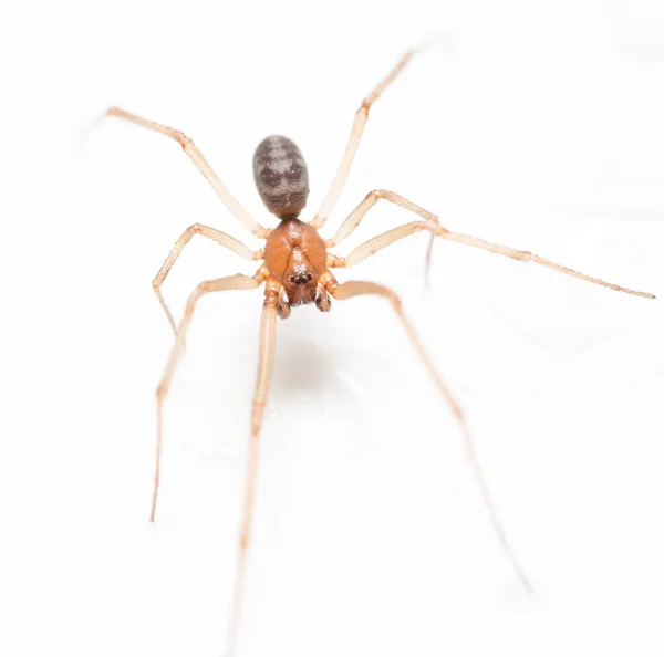 Αράχνη Λευκό Φόντο Σταγόνες Νερού — Φωτογραφία Αρχείου