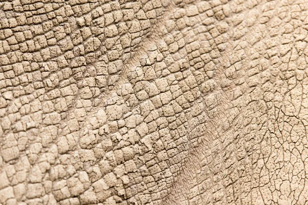 Peau Rhinocéros Comme Fond Photo Une Texture Abstraite — Photo