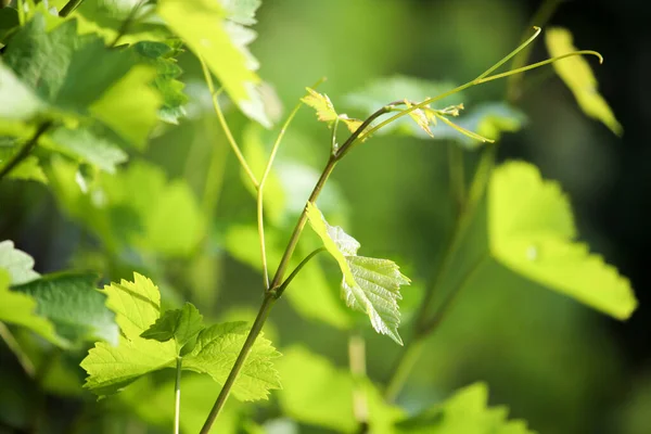 Giovani Foglie Uva Natura Nel Parco Nella Natura — Foto Stock