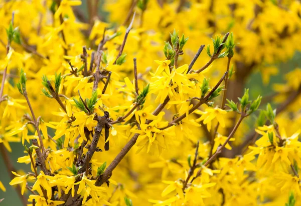 Flores Amarelas Árvore Natureza — Fotografia de Stock