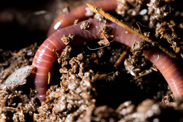 Gübre Içindeki Kırmızı Solucanlar Makro Doğadaki Parkta — Stok fotoğraf