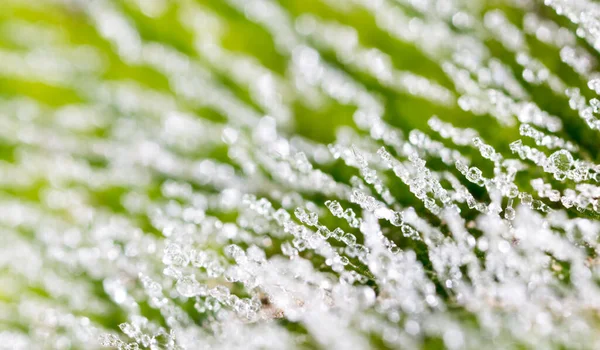 Frost Green Sheet Macro Photo Abstract Texture — Stock Photo, Image