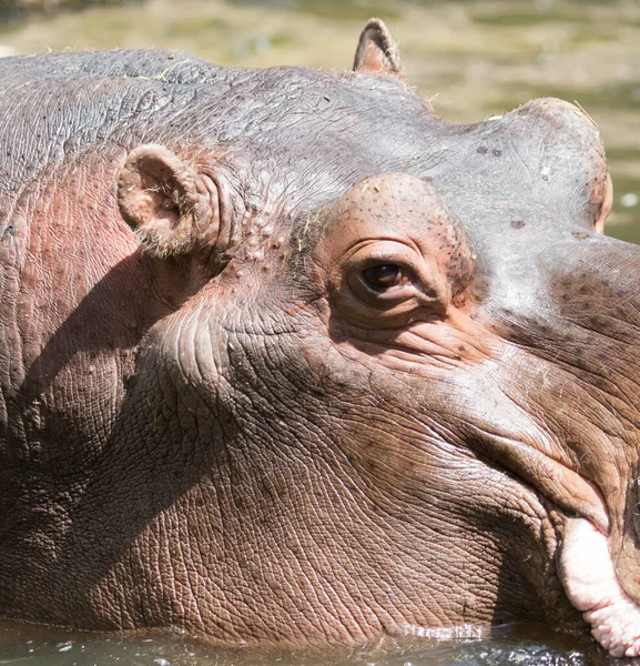 Retrato Hipopótamo Zoológico — Foto de Stock